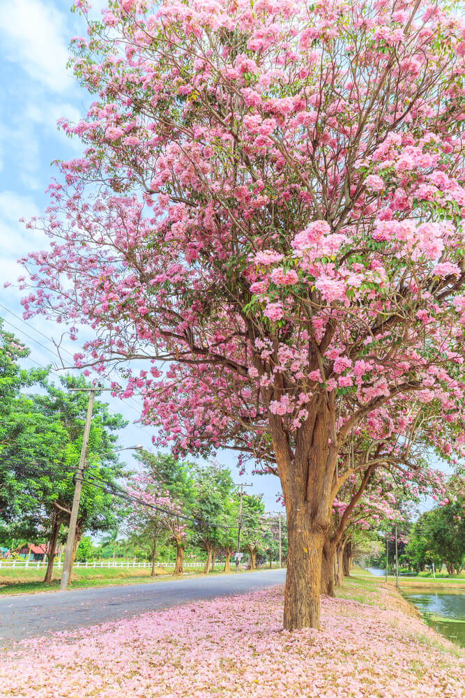 Tabebuia rosea