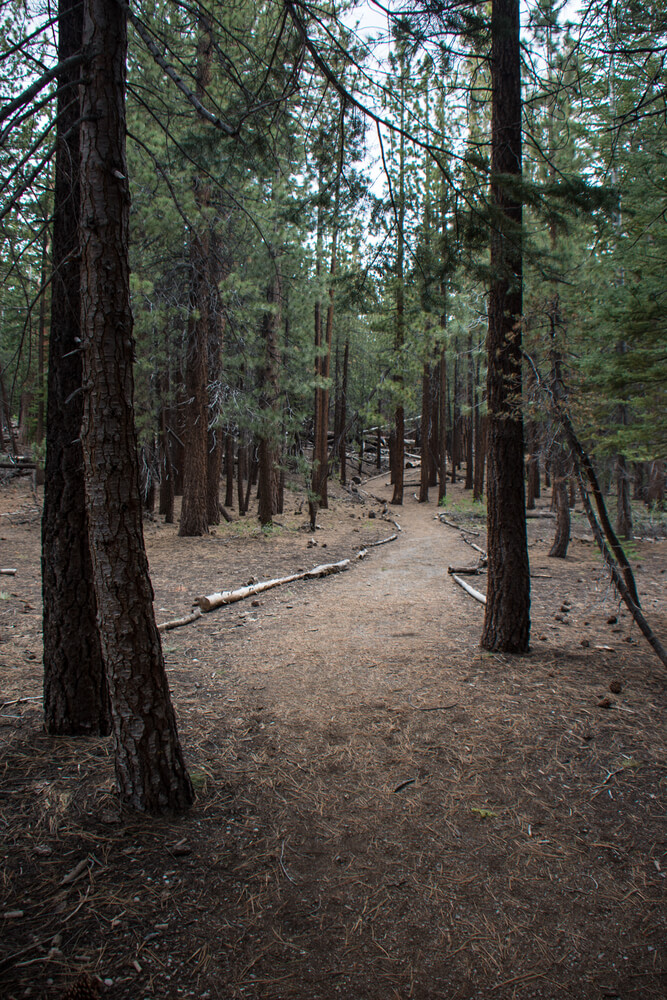 Pinus jeffreyi