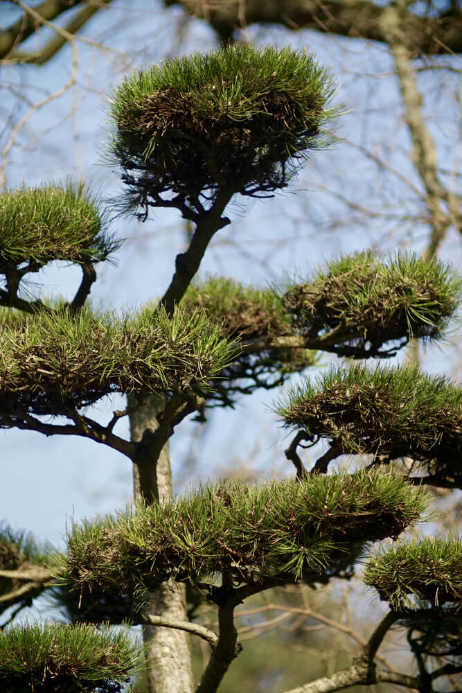 Pinus thunbergia