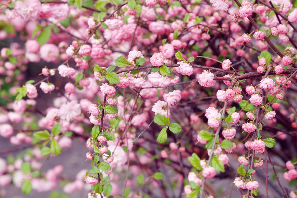 Prunus triloba Multiplex