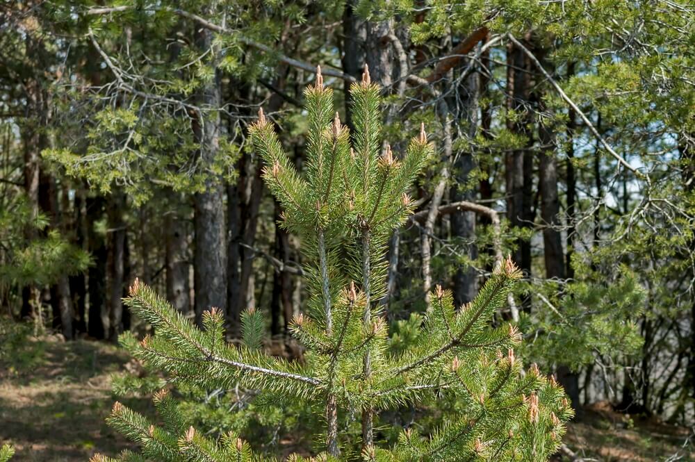 Pinus bungeana