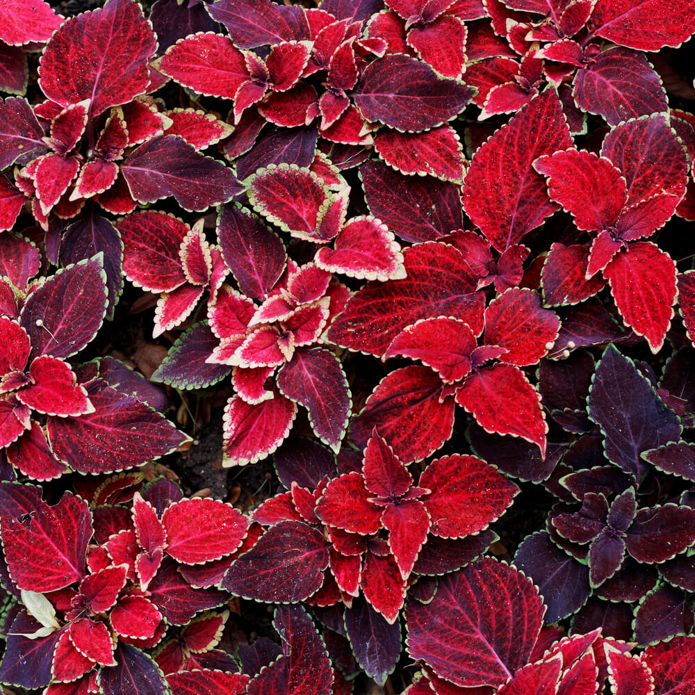 Plectranthus scutellarioides