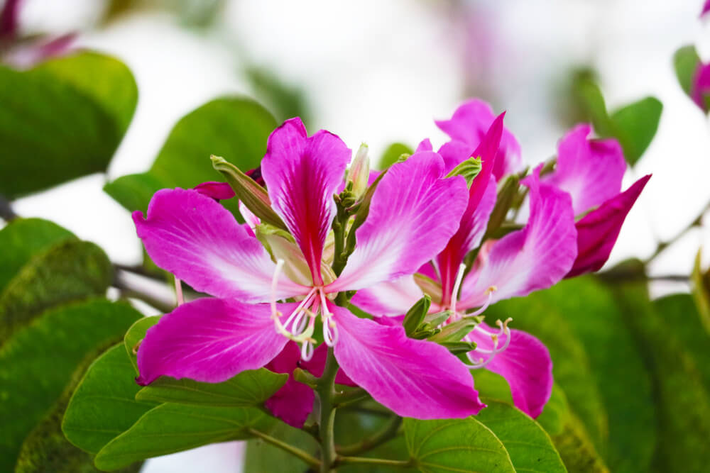 Bauhinia blakeana