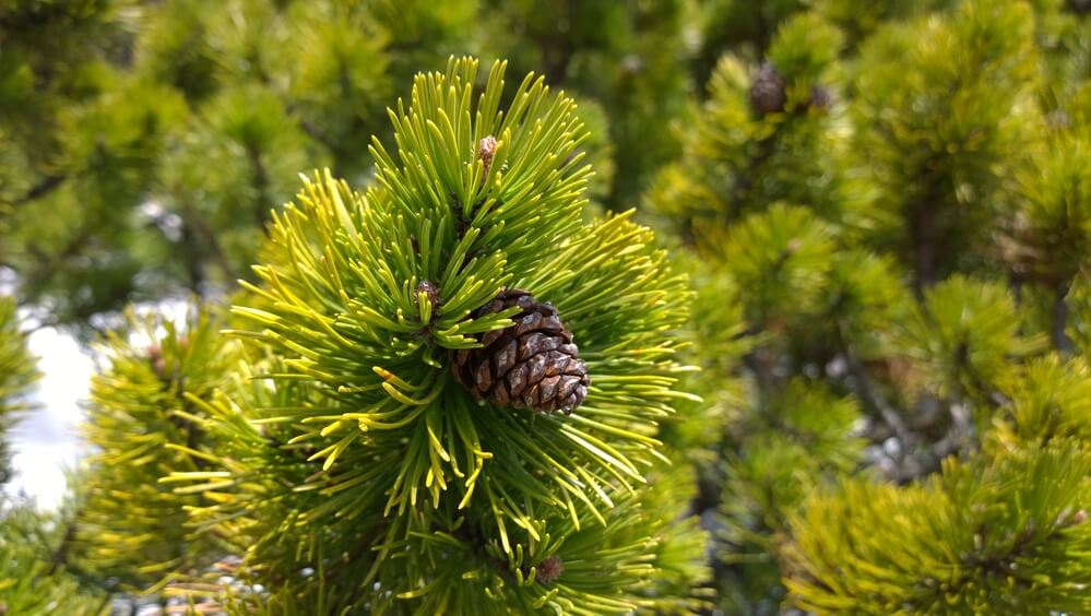 Pinus flexilis