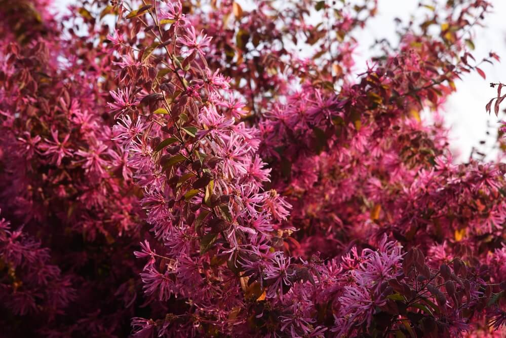 Loropetalum chinense var rubrum Zhuzhuo Fuchsia