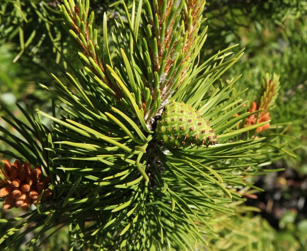 Pinus contorta