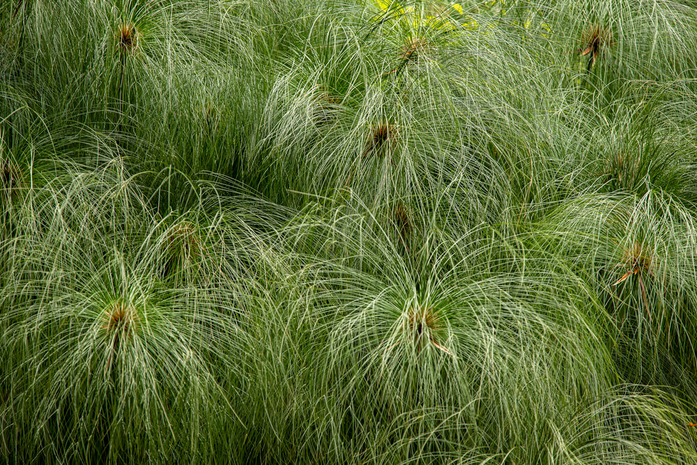 Pinus palustris