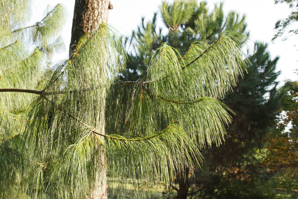 Pinus patula