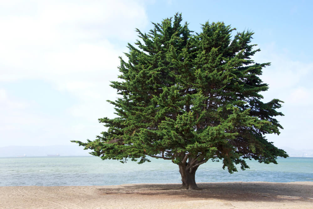 Pinus radiata