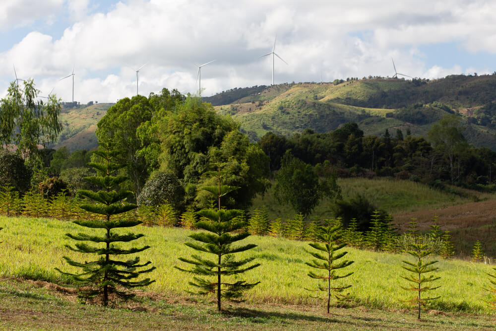 Araucaria heterophylla