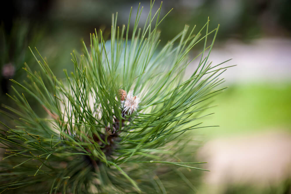 Pinus edulis