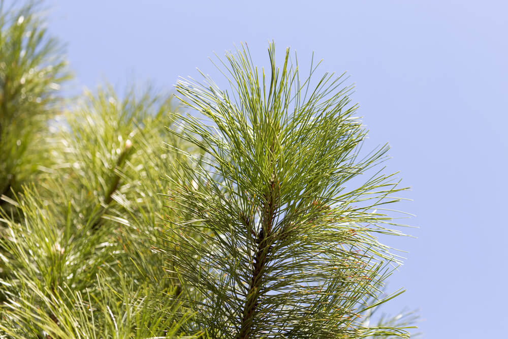 Pinus rigida