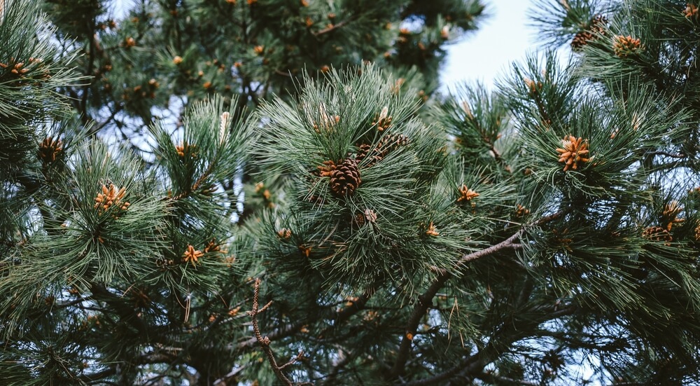 Pinus serotina