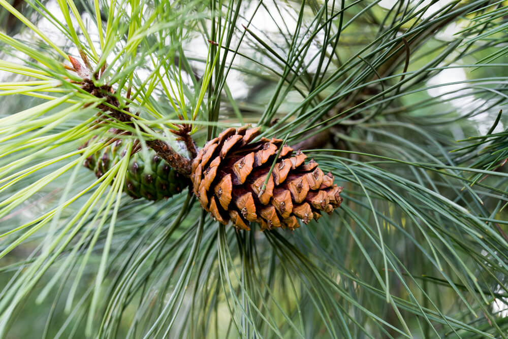 Pinus ponderosa