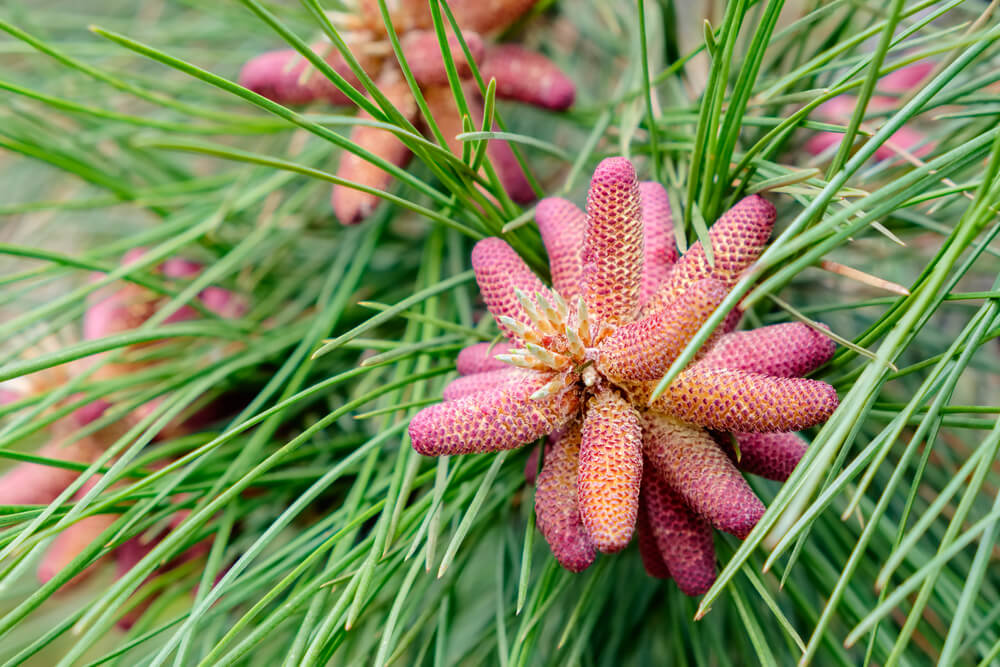 Pinus resinosa