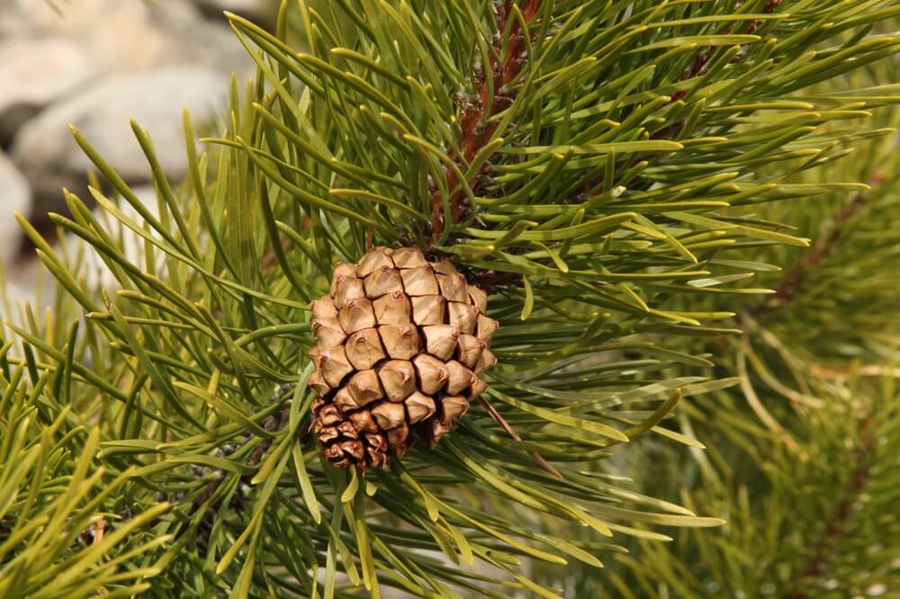 Pinus clausa