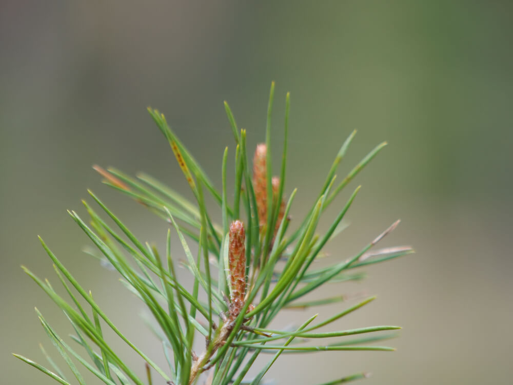 Pinus sylvestris