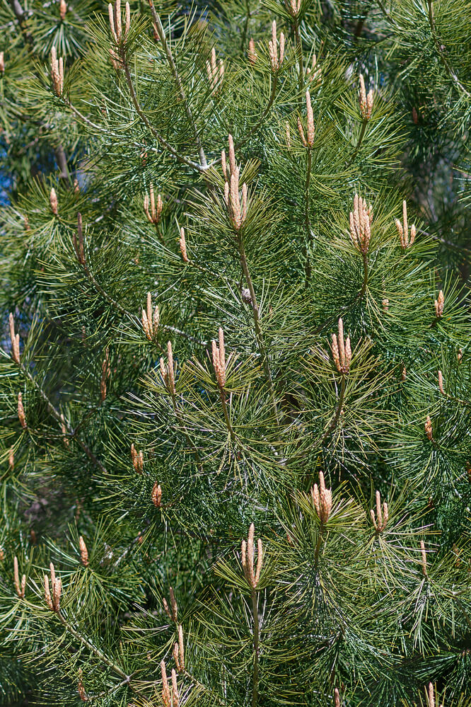 Pinus monophylla