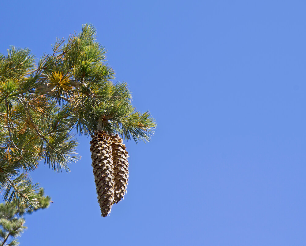 Pinus lambertiana