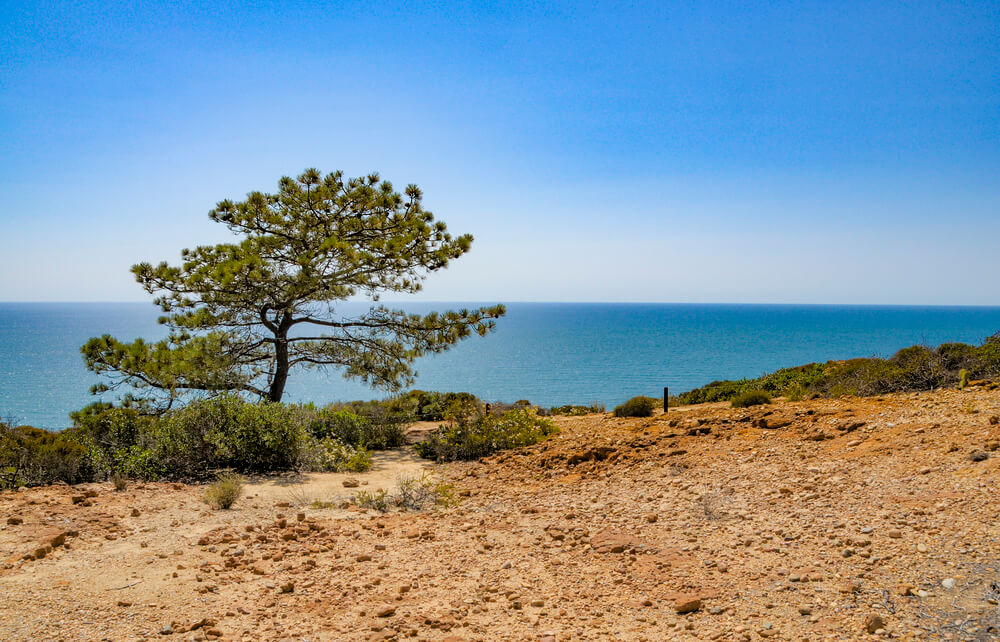 Pinus torreyana