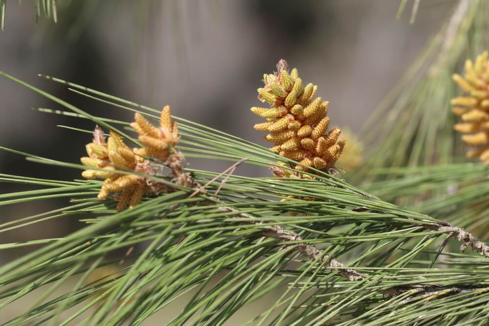 Pinus brutia