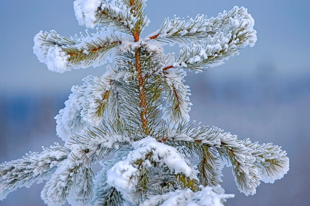 Pinus monticola