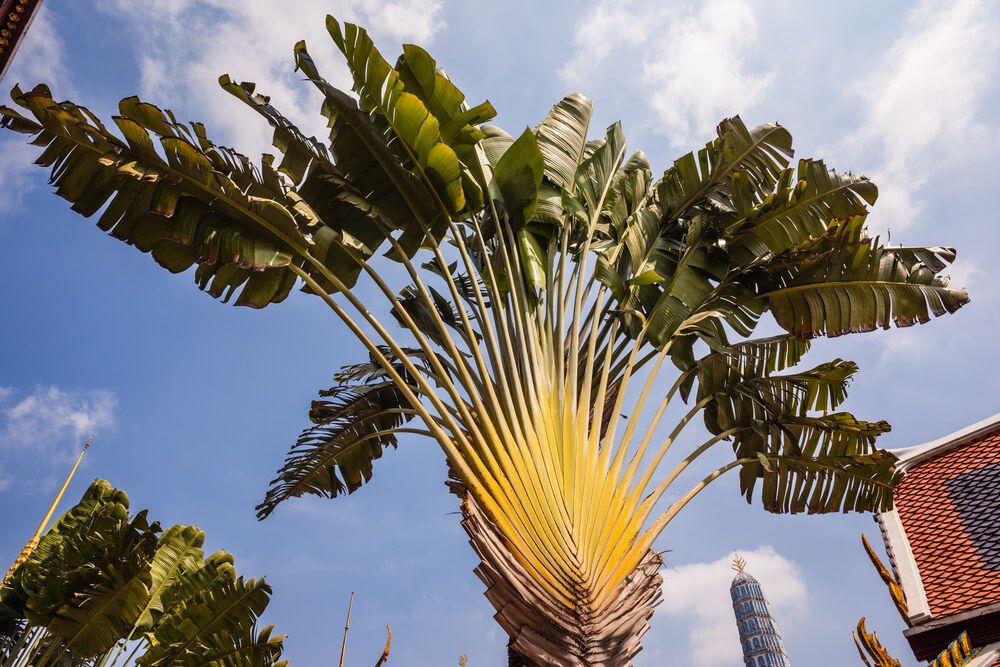 Ravenala madagascariensis