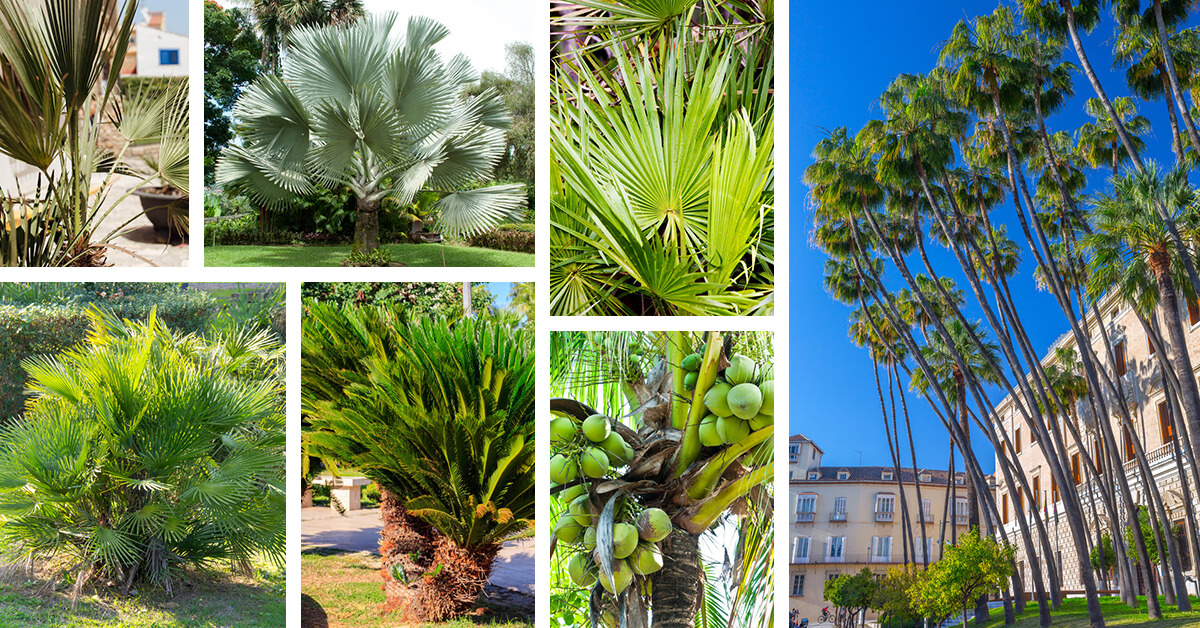 Featured image for 40 Types of Palm Trees that Create a Tropical Feel