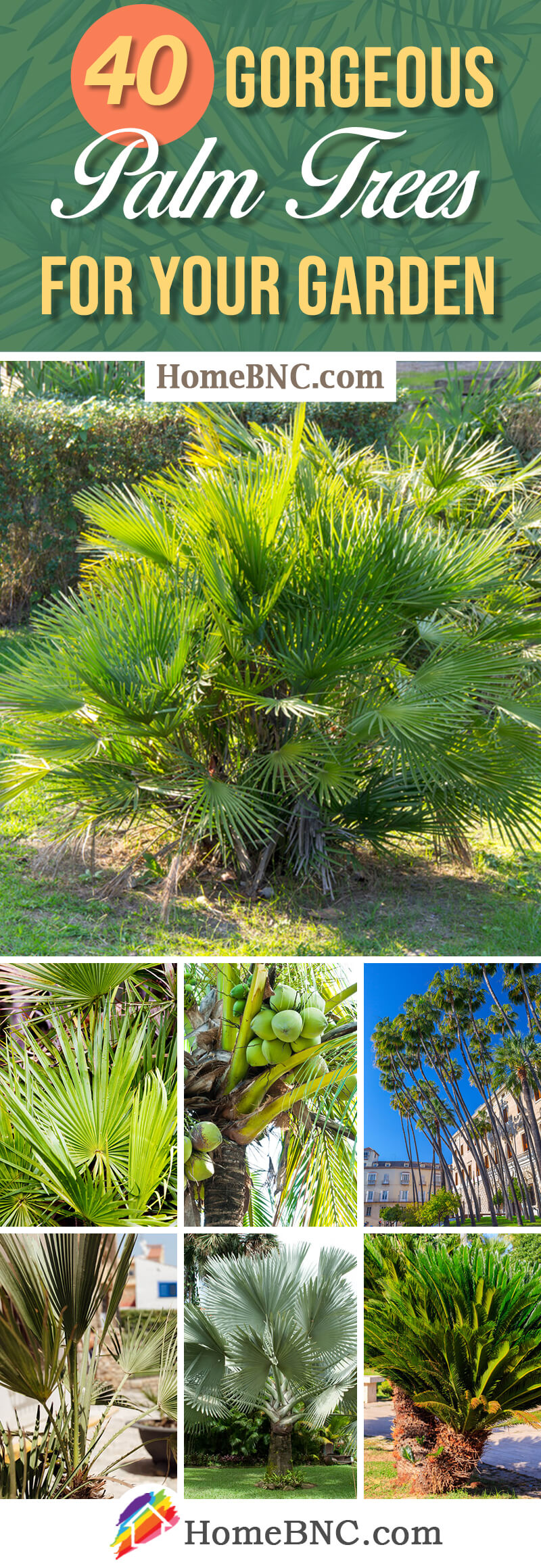 Types of Palm Trees