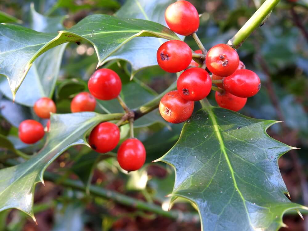 Ilex opaca