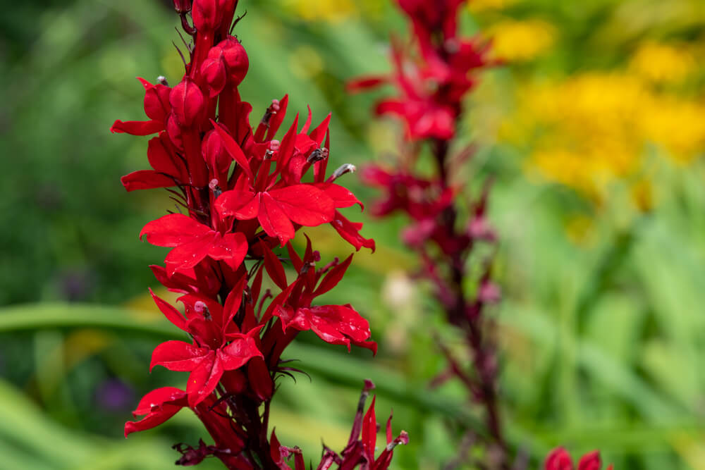 Lobelia cardinalis