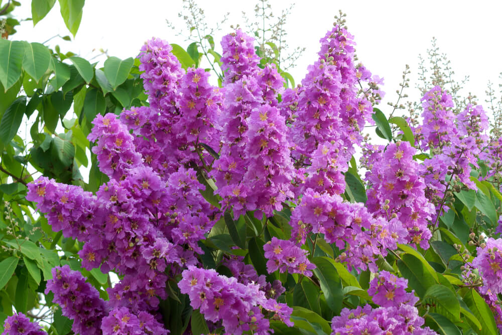 Lagerstroemia indica