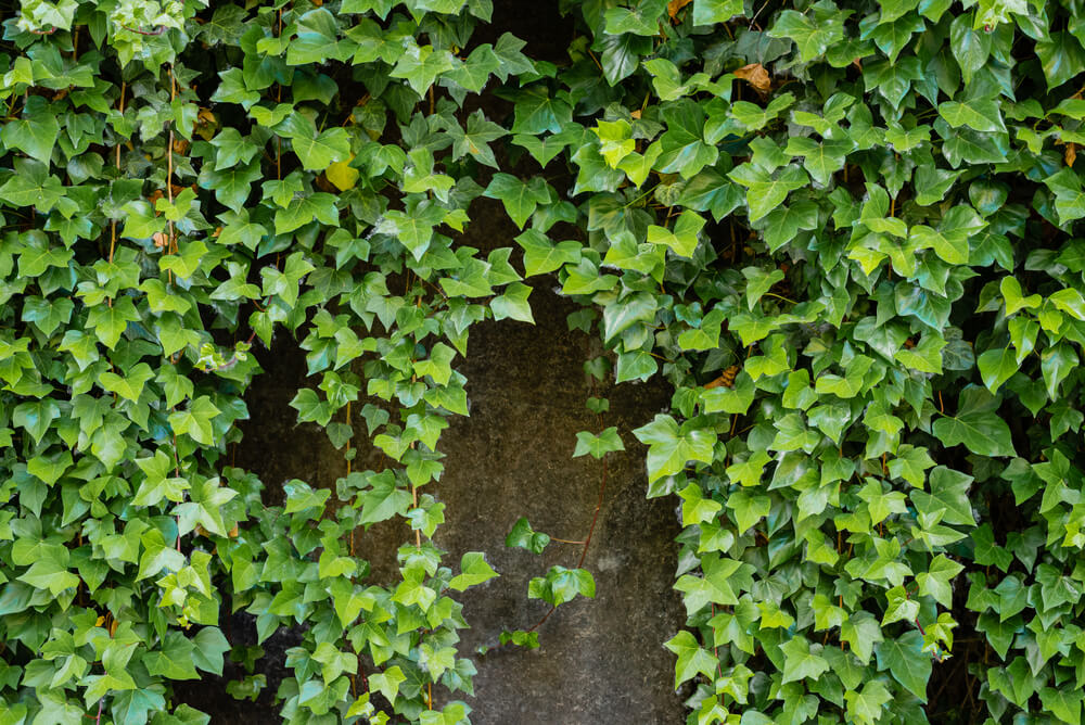 Hedera helix