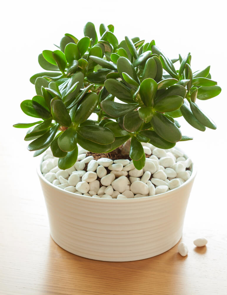 Crassula ovata