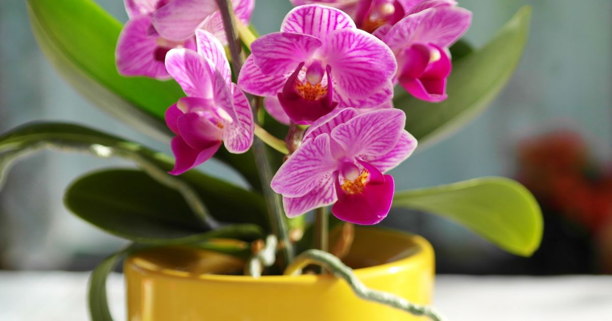 Indoor Orchid Care