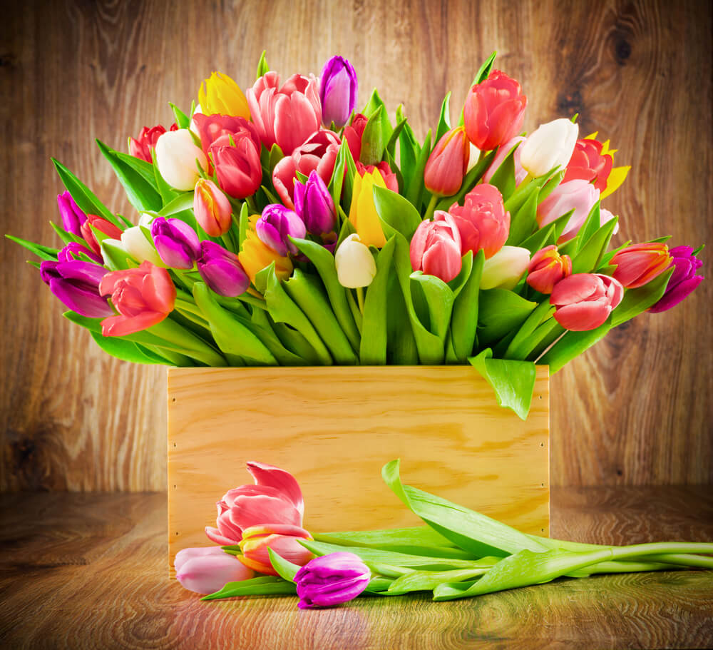 Strategies for Tulip Care