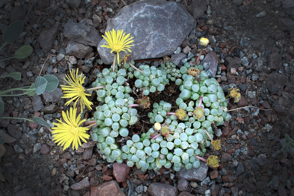 Fenestraria rhopalophylla