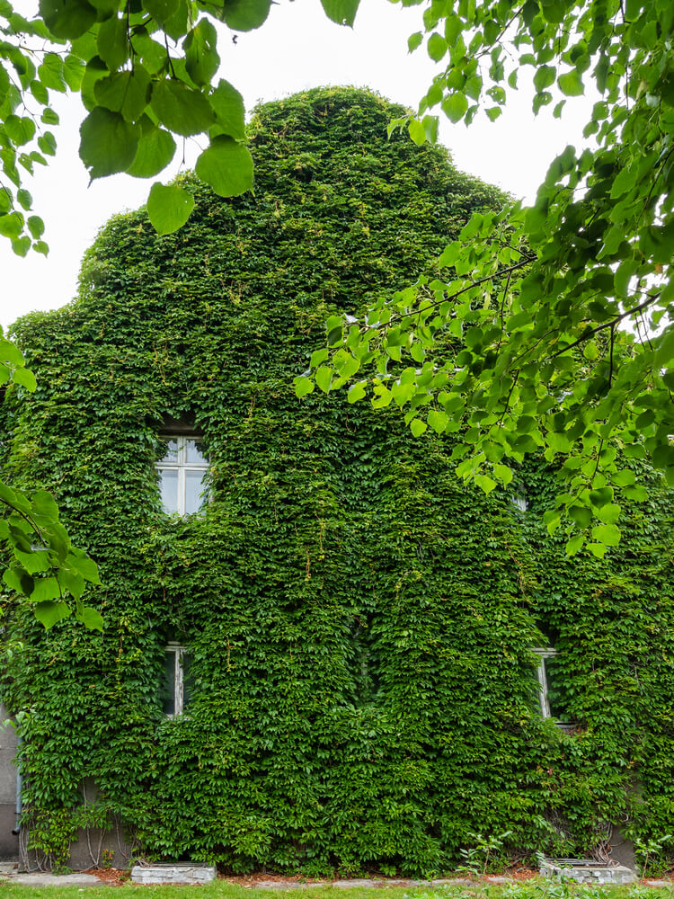 Hedera helix Baltica