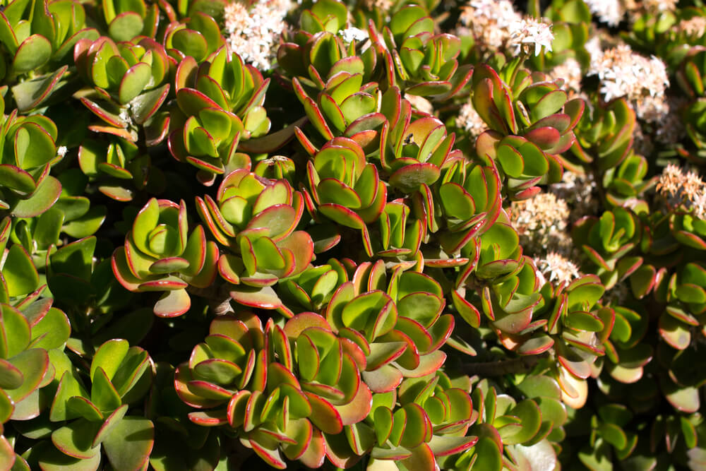 Crassula ovata Botany Bay