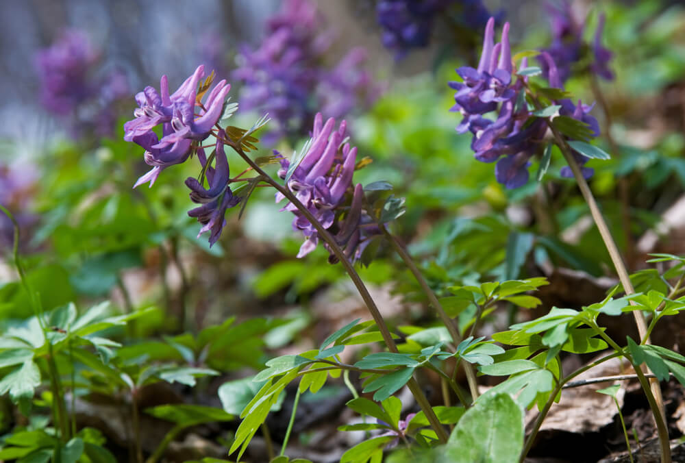 Corydalis