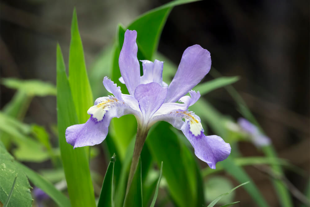 Iris cristata