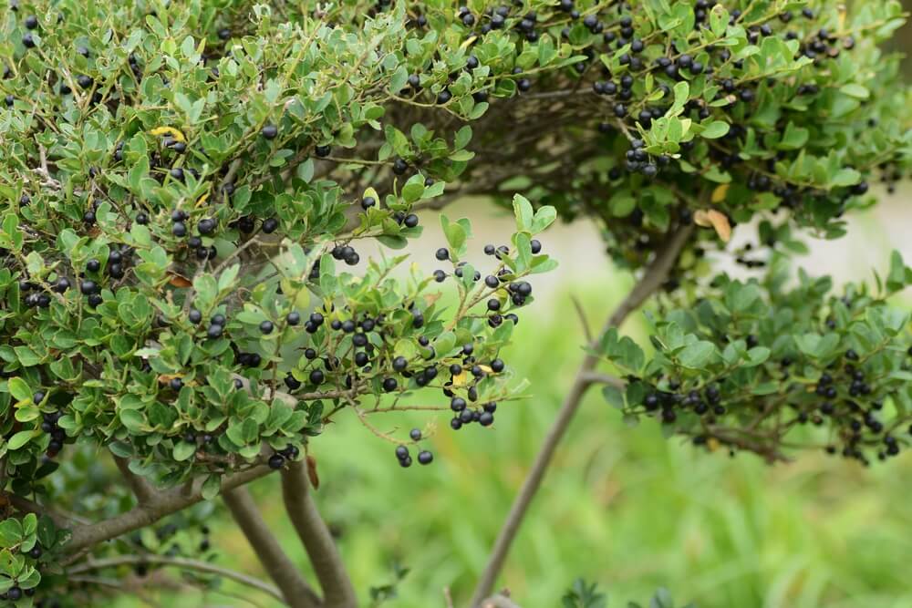 Ilex crenata