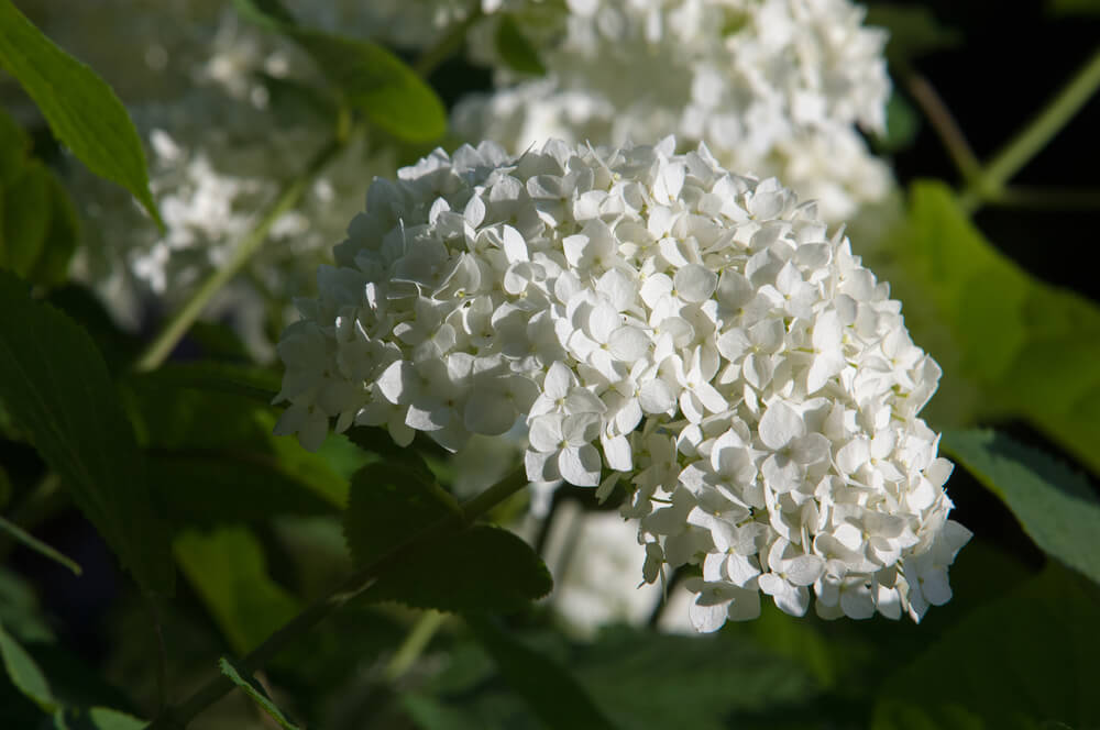 Viburnum Acerifolium