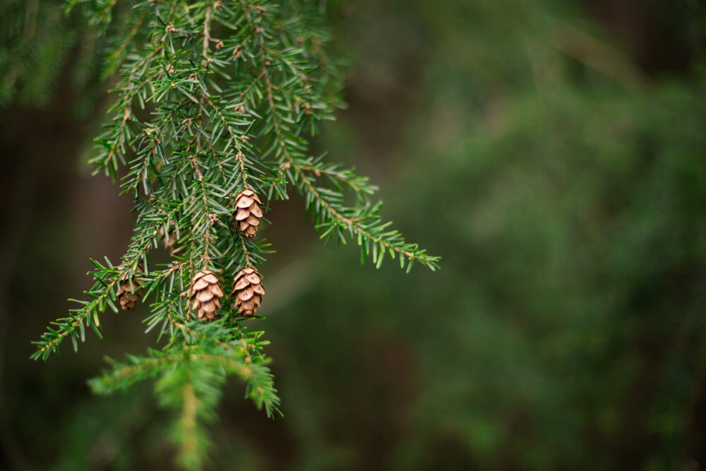 Tsuga canadensis