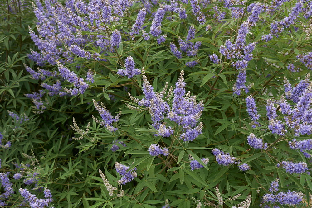 Vitex agnus-castus