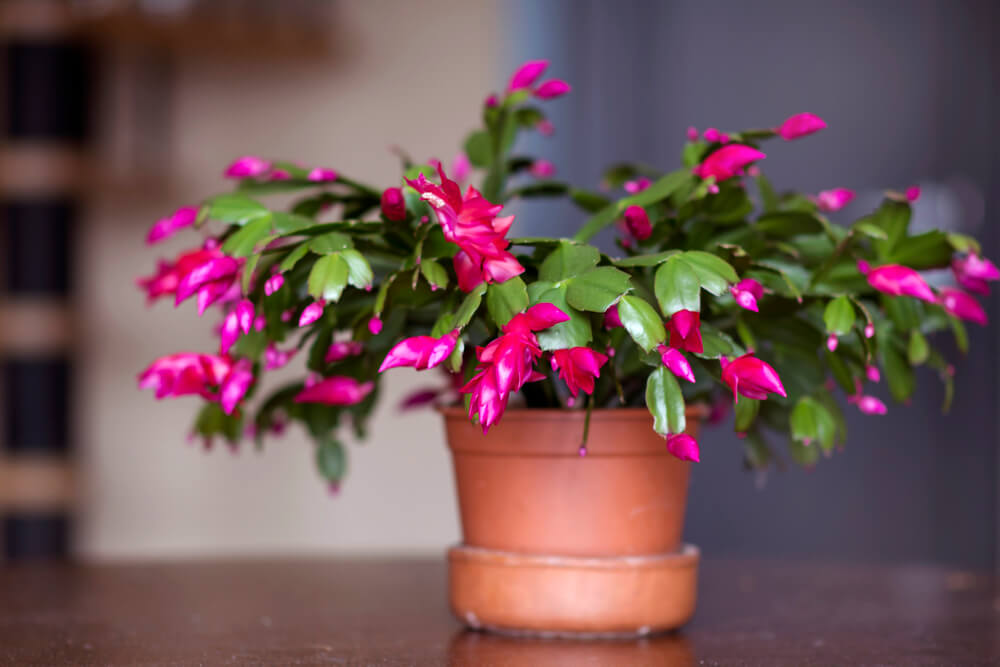 Schlumbergera