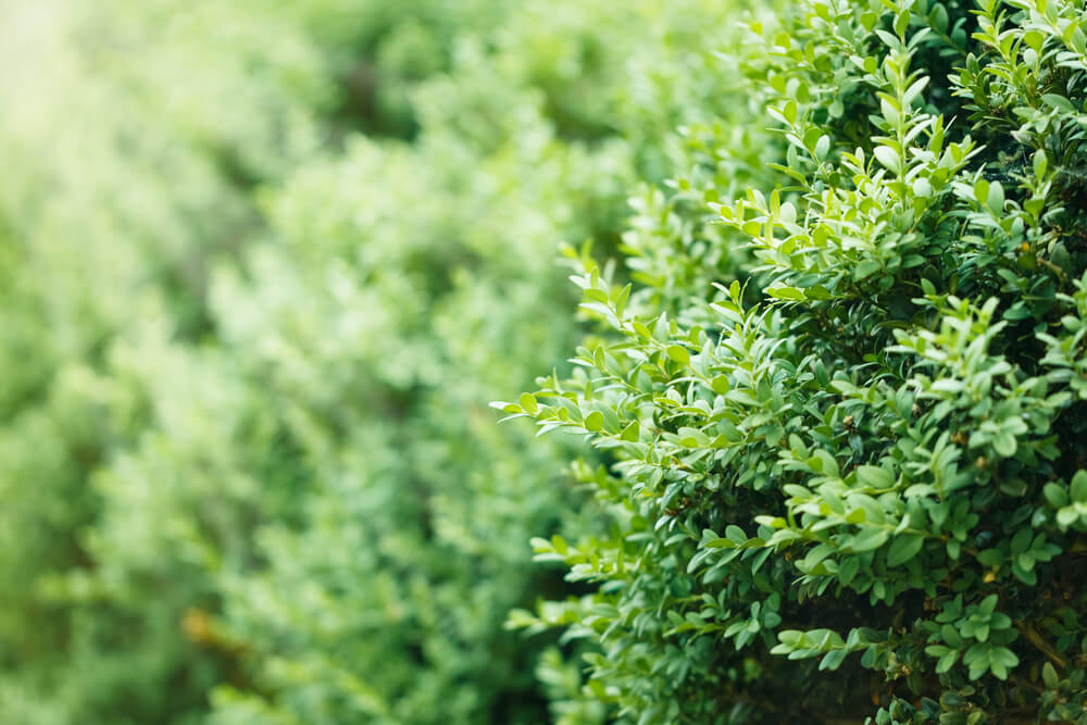 Buxus Sempervirens