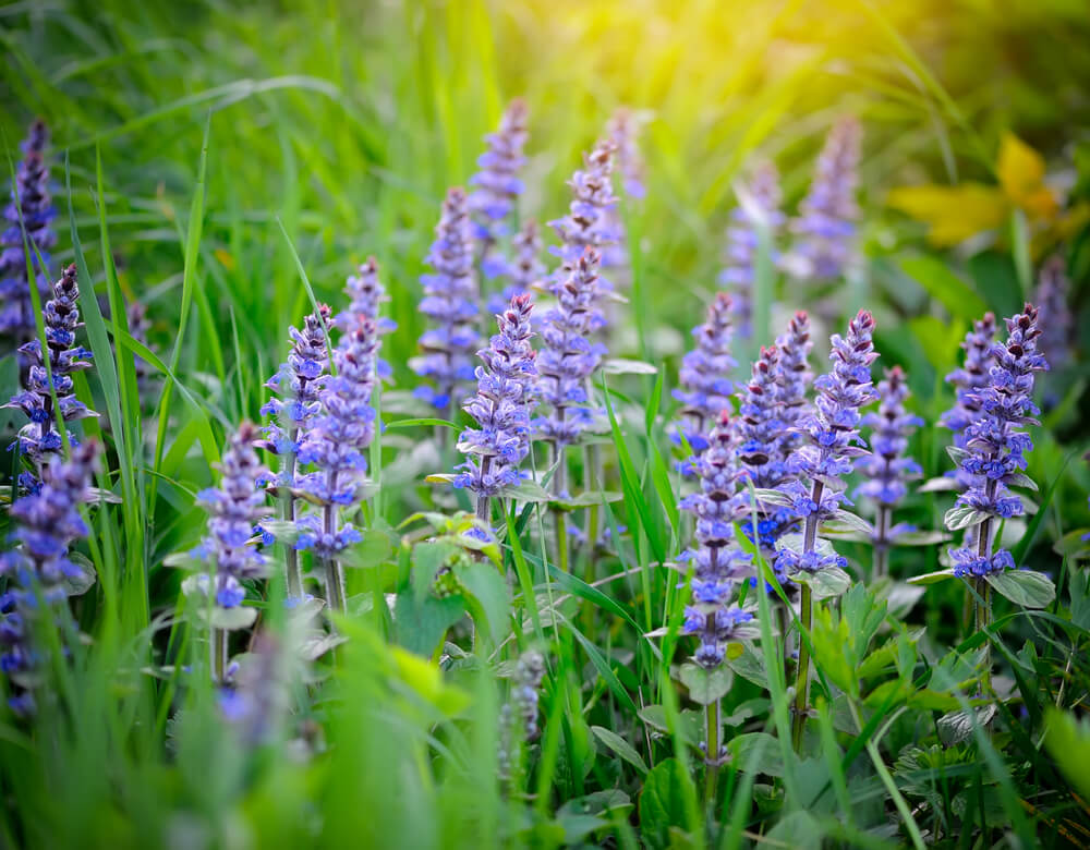 Salvia sonomensis