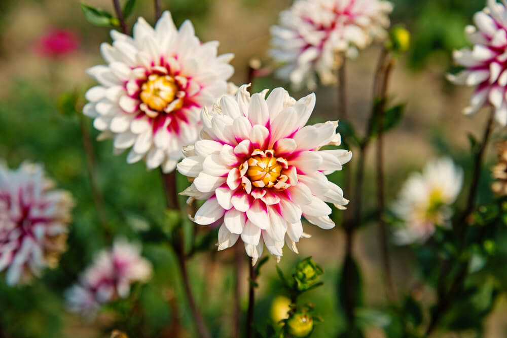 Blooming dahlias