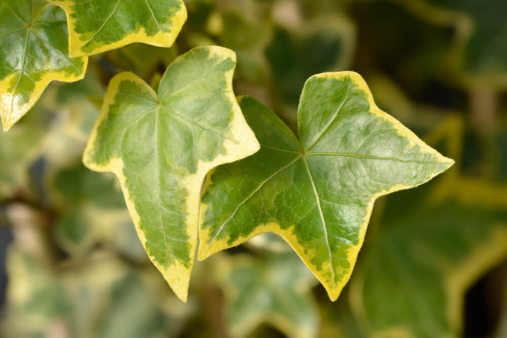 Hedera helix Gold Child